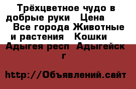 Трёхцветное чудо в добрые руки › Цена ­ 100 - Все города Животные и растения » Кошки   . Адыгея респ.,Адыгейск г.